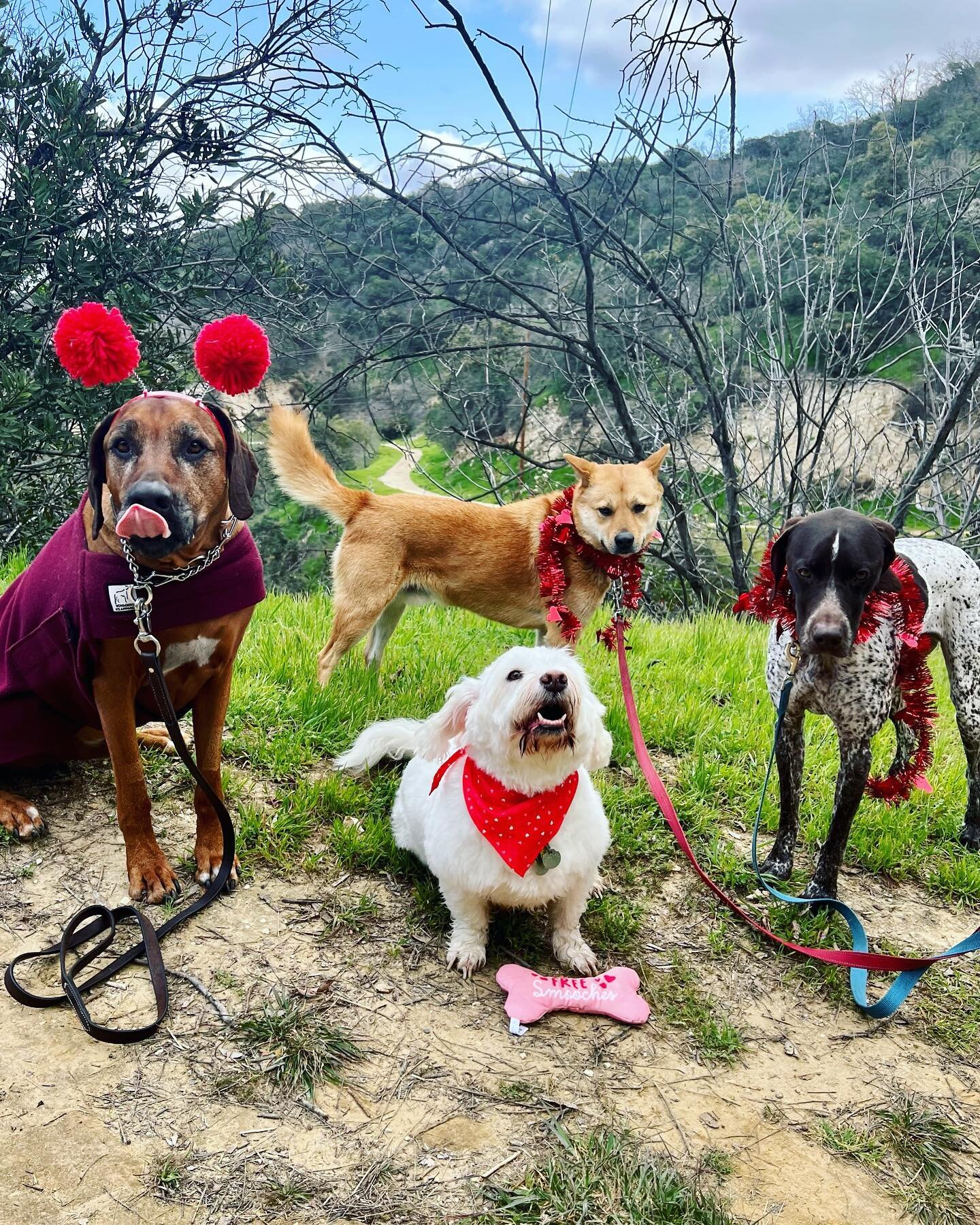 We hope everyone had an amazing Valentine&rsquo;s Day!! Here are just some of our Valentines cuties who kept yesterday sweet and sassy for us!! We&rsquo;re so grateful for their unconditional love 🥰❤️ #packhikes #valentinesday #doggydressup #barksan