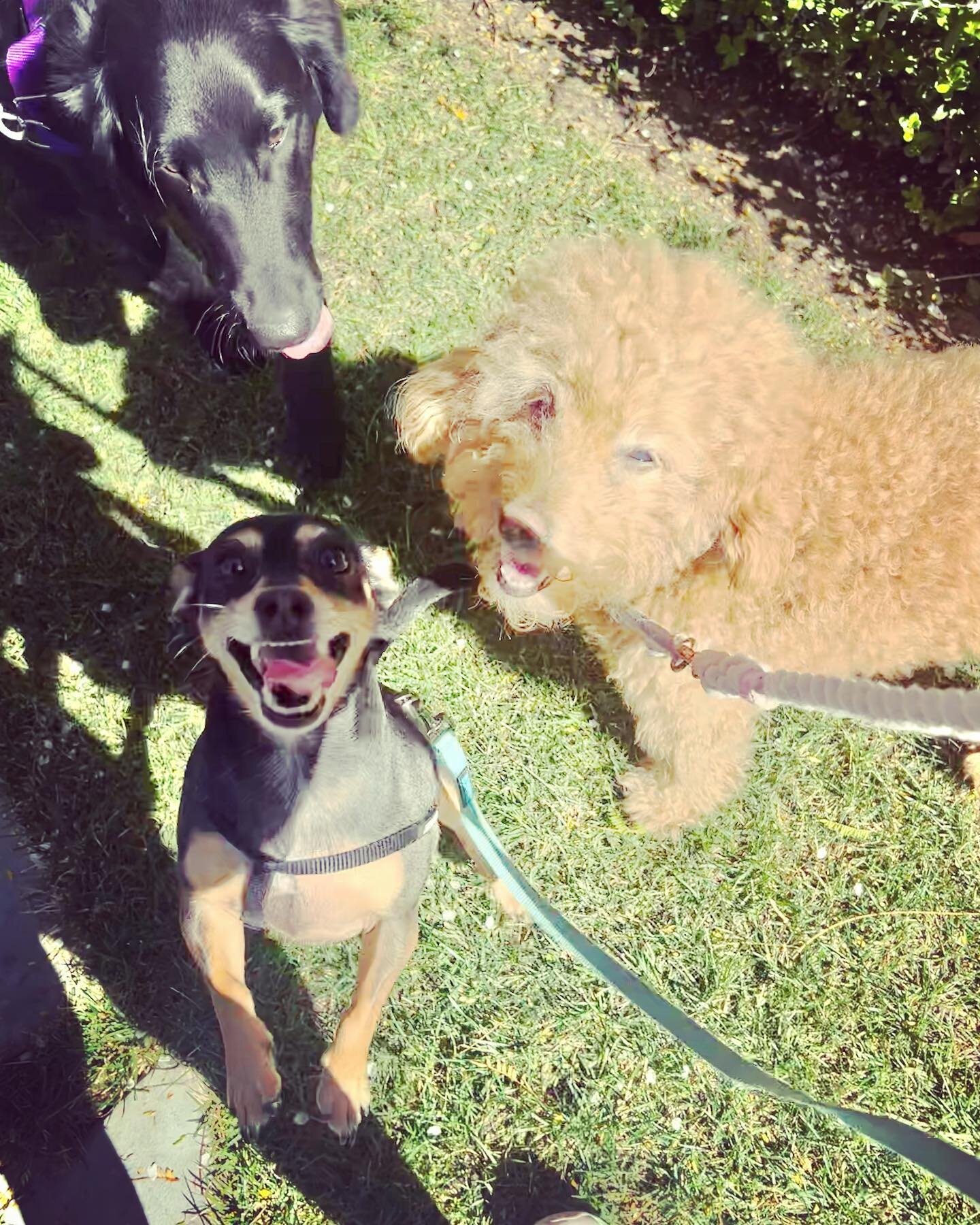 Major shouts out to Lil Johnny!!! He is such a HOOT and LOVES rollin with the big boys!!! Not only does he love his pack walks, but he is always pack leader 😂. And sometimes he even walks underneath the big dogs to get the extra good sniffs 😭. We c