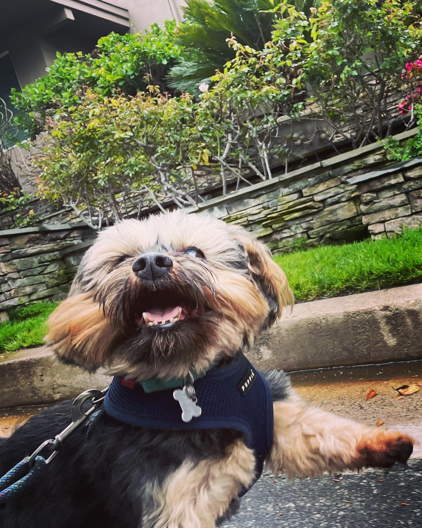 Everyone say hello to these happy goobers 👉🏼Stanley and Louie!! These guys lit up when I walked in today, I had never seen Louie (my snaggletooth friend) jump and run that fast!! Can you tell how happy they are for their walks?! #yorkie #terriersof