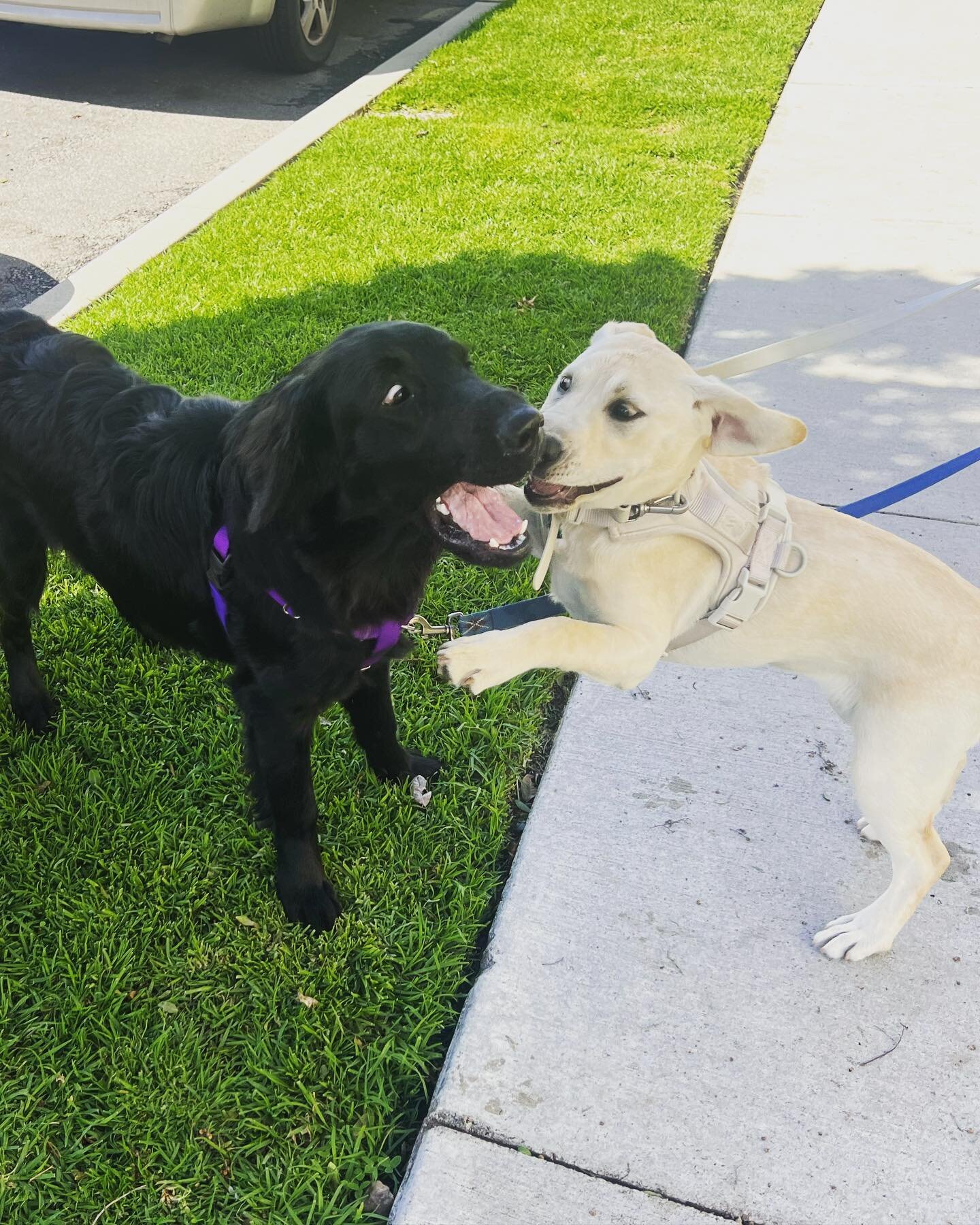 It&rsquo;s puppy season here at Barks &amp; Rec!!! Teddy (black) and Riley (white) have been inseparable ever since they met each other a few weeks ago. Riley was a little nervous on her first pack walk, but as soon as Teddy arrived, she instantly ra