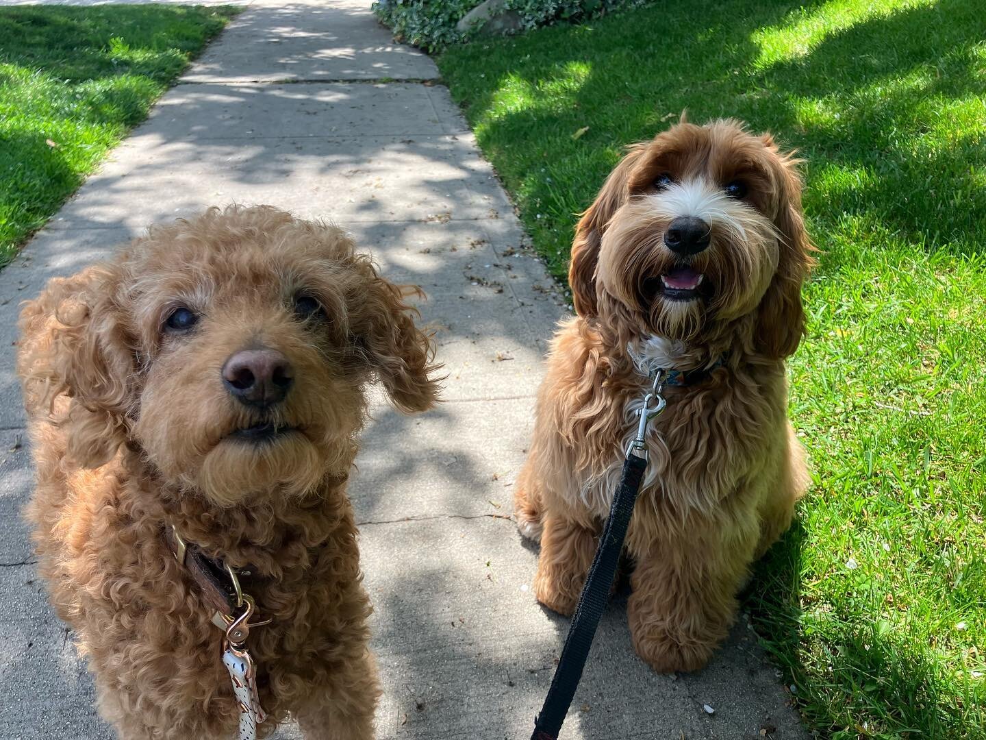Ellie helped us welcome our new friend Teddy to our mid day pack this week. Ted is only 8 months old and a little nervous about new experiences. Thankfully Ellie and Sam were here to give him a warm welcome and he was coming out his shell in no time!