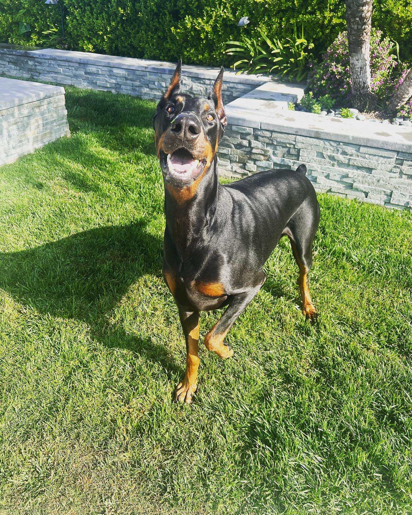 It&rsquo;s a #sundayfunday with Rexy boo!! Can you tell he&rsquo;s having fun while his parents are away?! #dobermanlove #happypuppy #petsitterlife #barksandrecla 
.
.
.
#happydogs #happydoghappylife #happydogsclub #happydogshappylife #dogoftheday #d