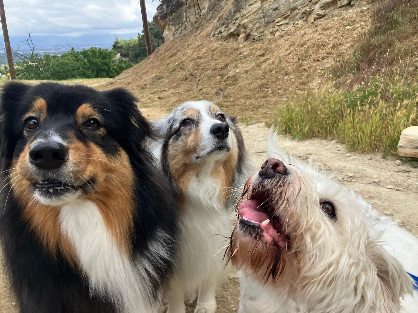 Loving our morning hikes with these three. ☺️ 

#happydogs #happydoghappylife #happydogsclub
#happydogshappylife #dogoftheday
#dobermanpride #doberman #bigdog
#bigdogsofinstagram #dobermaninstagram
#petsitter #petlover #doglife #doglover