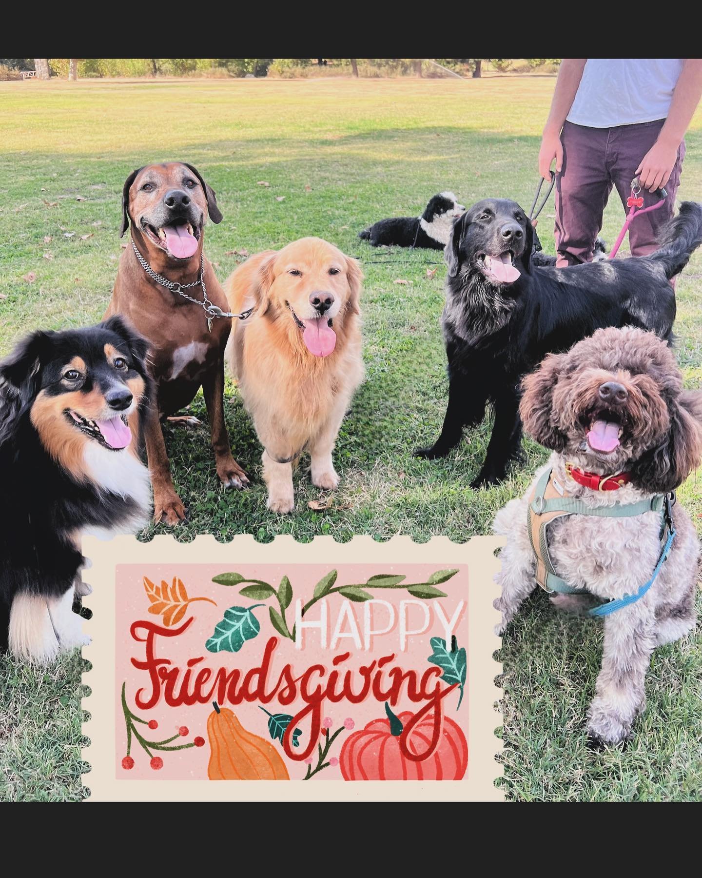 Wishing everyone has as happy of a Thanksgiving as our silly crew over here!! Which one is your favorite? 🐾 
1. Milo, Obie, Hoops, Teddy, Moose
2. Oscar 
3. Obie &amp; Hoops
4. Gucci
5. Rudy
6. Ellie
7. Pack Hikers
8. Mush 
#happythanksgiving #barks