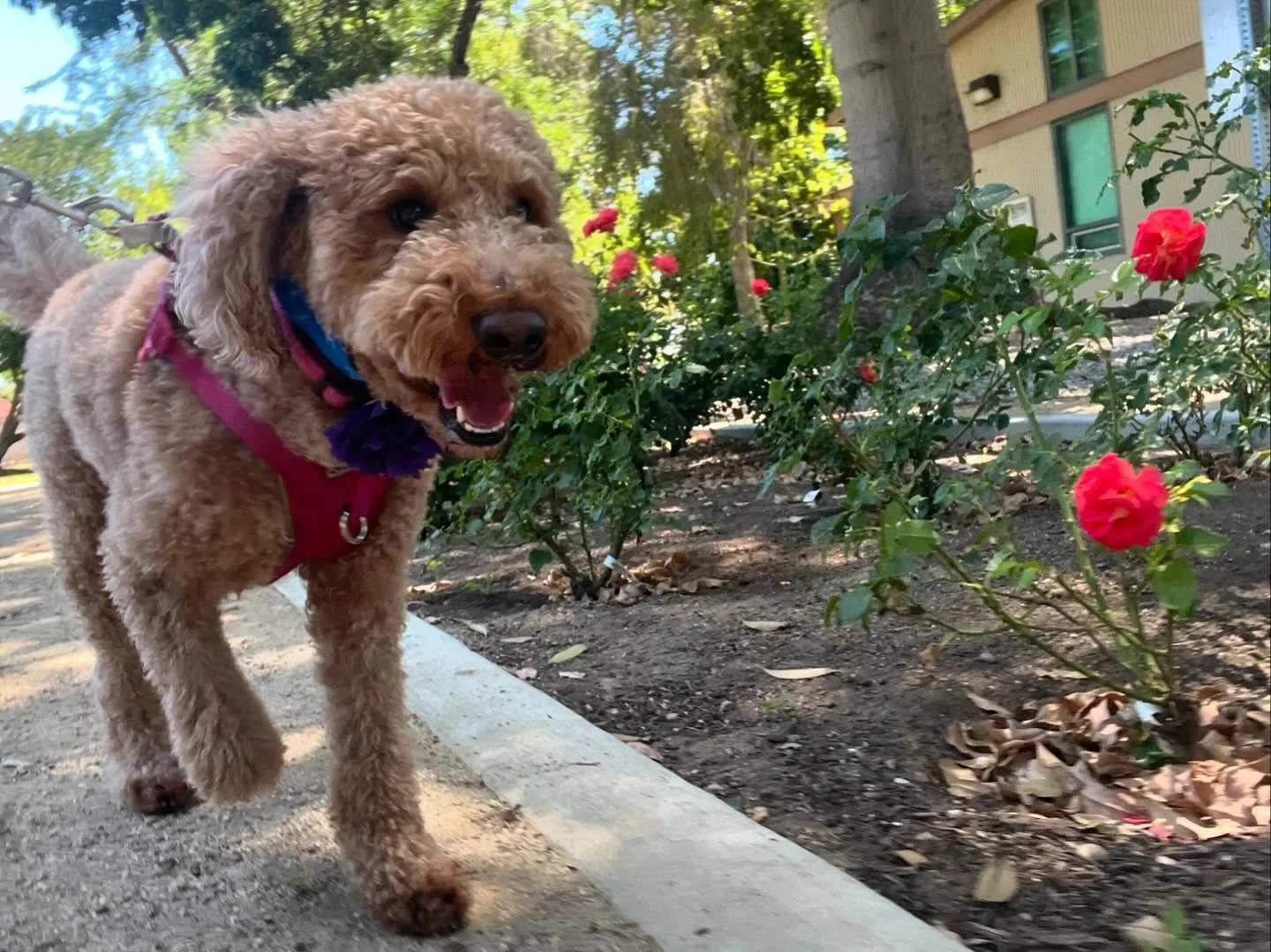 We hope everyone has a weekend like Whiskey&rsquo;s 💗 #pleasepetresponsibly