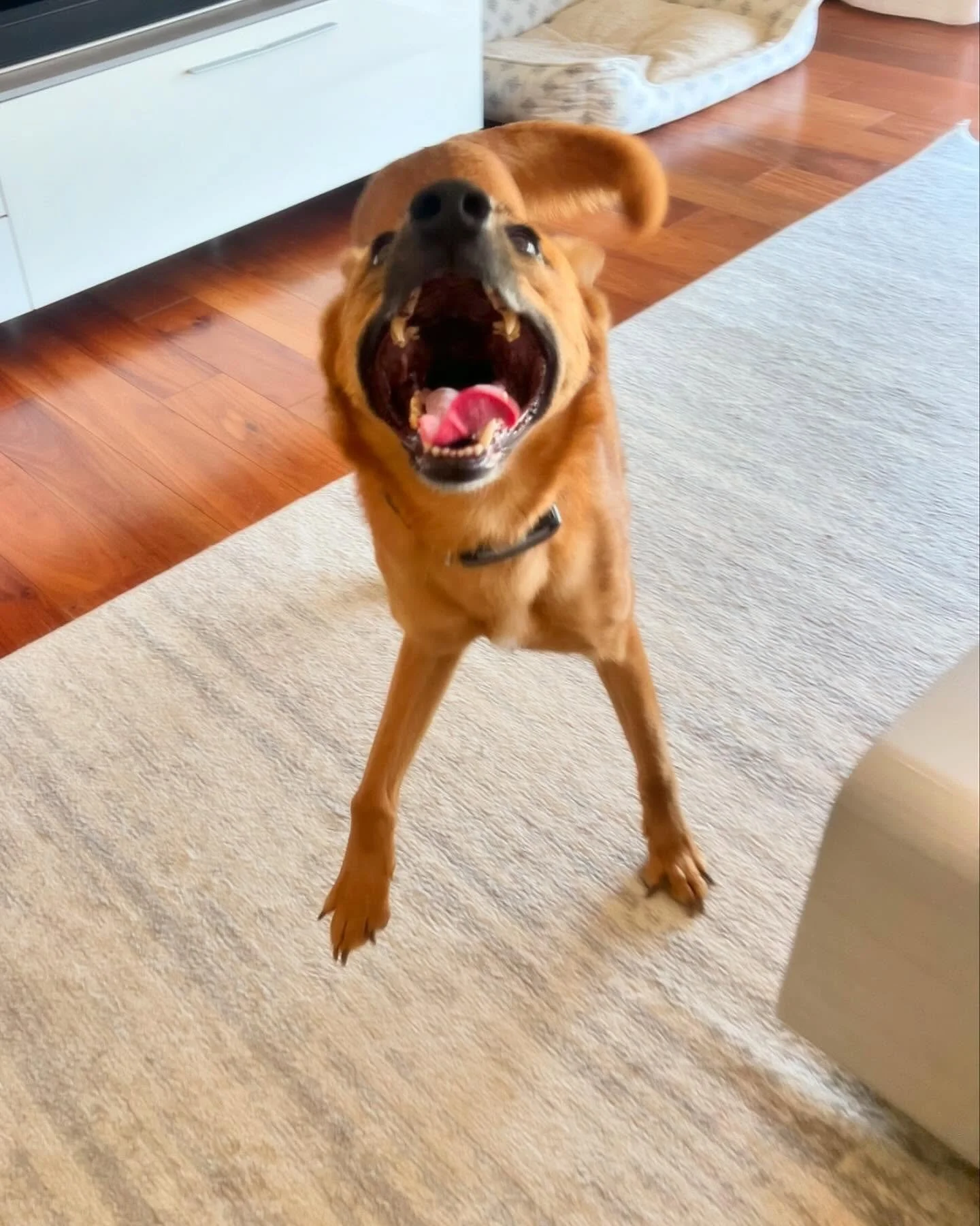 Winston may be the most excited when it comes to going for a walk, but he can really &ldquo;lock in&rdquo; when it matters 🤣👉🏼💗 #happypetshappylife #barksandrecla