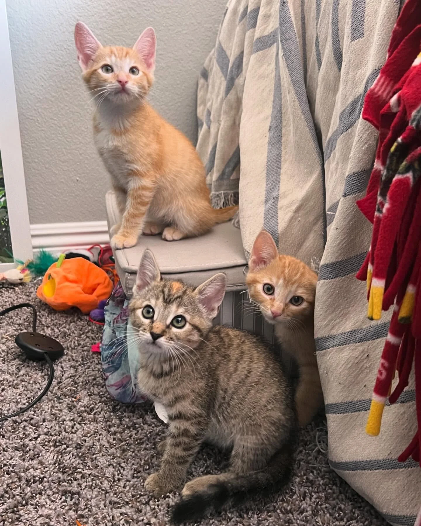 🌟🚨ADOPTION ALERT🚨🌟
Our wonderful clients are fostering these 3 adorably curious little kittens who are currently searching for their furrever home 💗. They&rsquo;re from the same litter and are 7 weeks old, available for adoption in a couple week