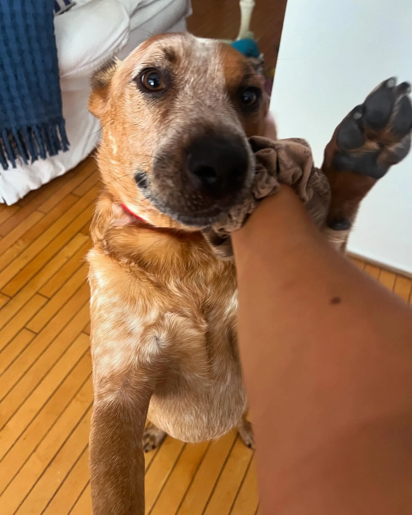 POV: When your mama is worried you&rsquo;ll be scared of your new walker but you know you&rsquo;re resilient and you&rsquo;ll get along just fine 😂 👏. Scroll to see the ultimate snuggle sesh 👉🏼. We are so proud of you Fenway!! #rescuedog #doglove