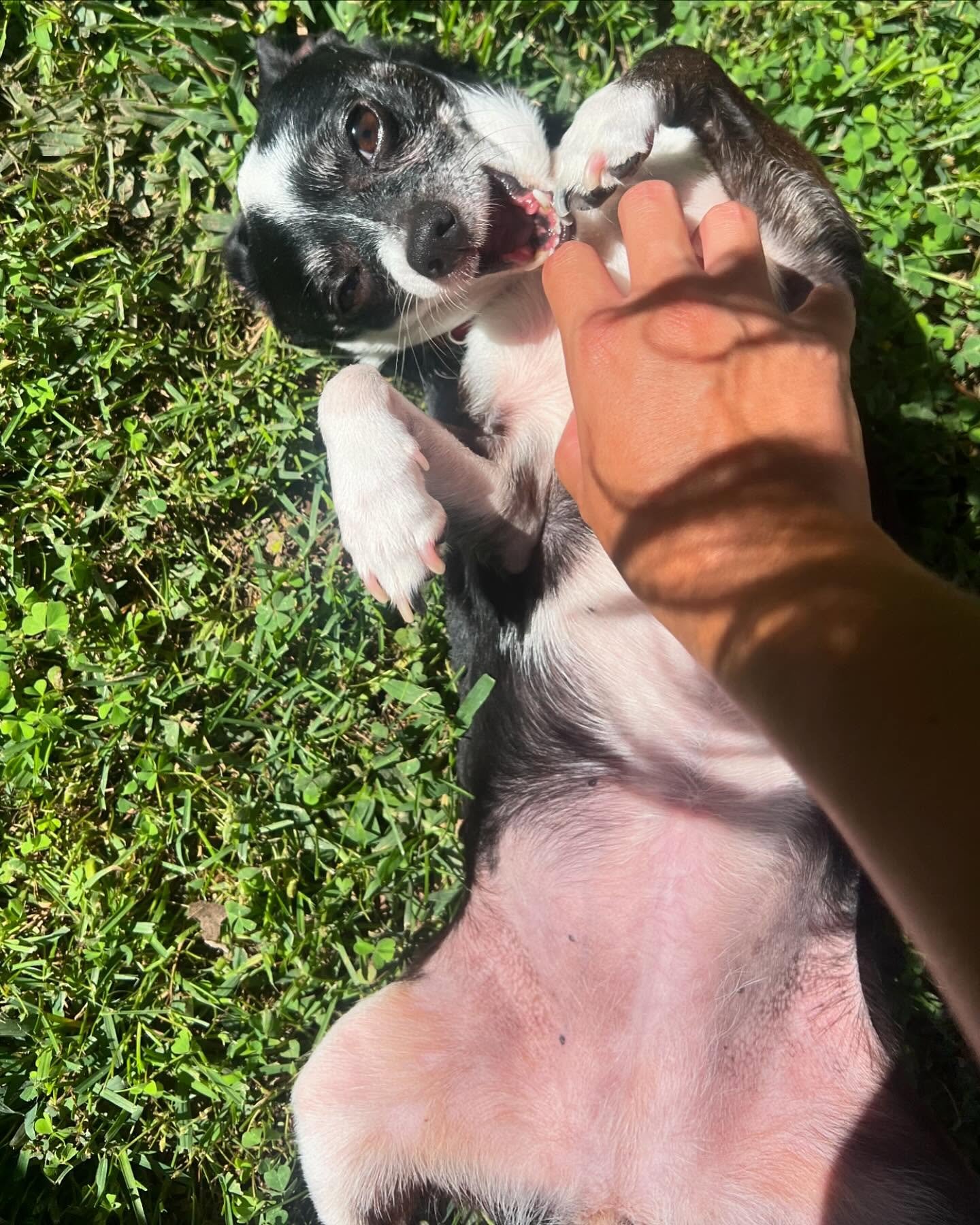 We hope everyone is having the best weekend ever - just like our B&amp;R fam!! We&rsquo;re thankful for every day we get to spend with these little (big) goobers!! #animallovers #petsitterlife❤️ #dogwalkerlifestyle #mustloveanimals #barksandrecla