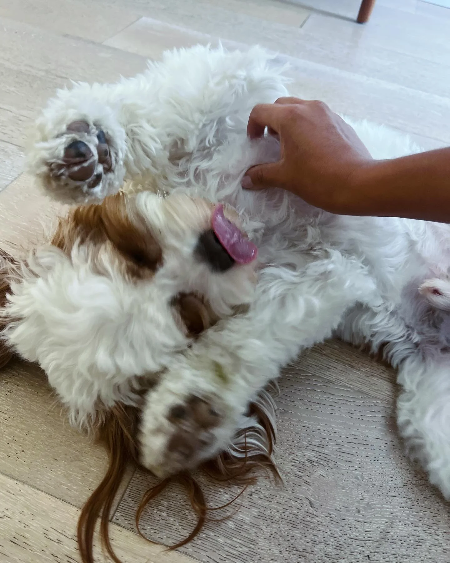 Weekends are just as magical as weekdays ✨🐾 #barksandrecla