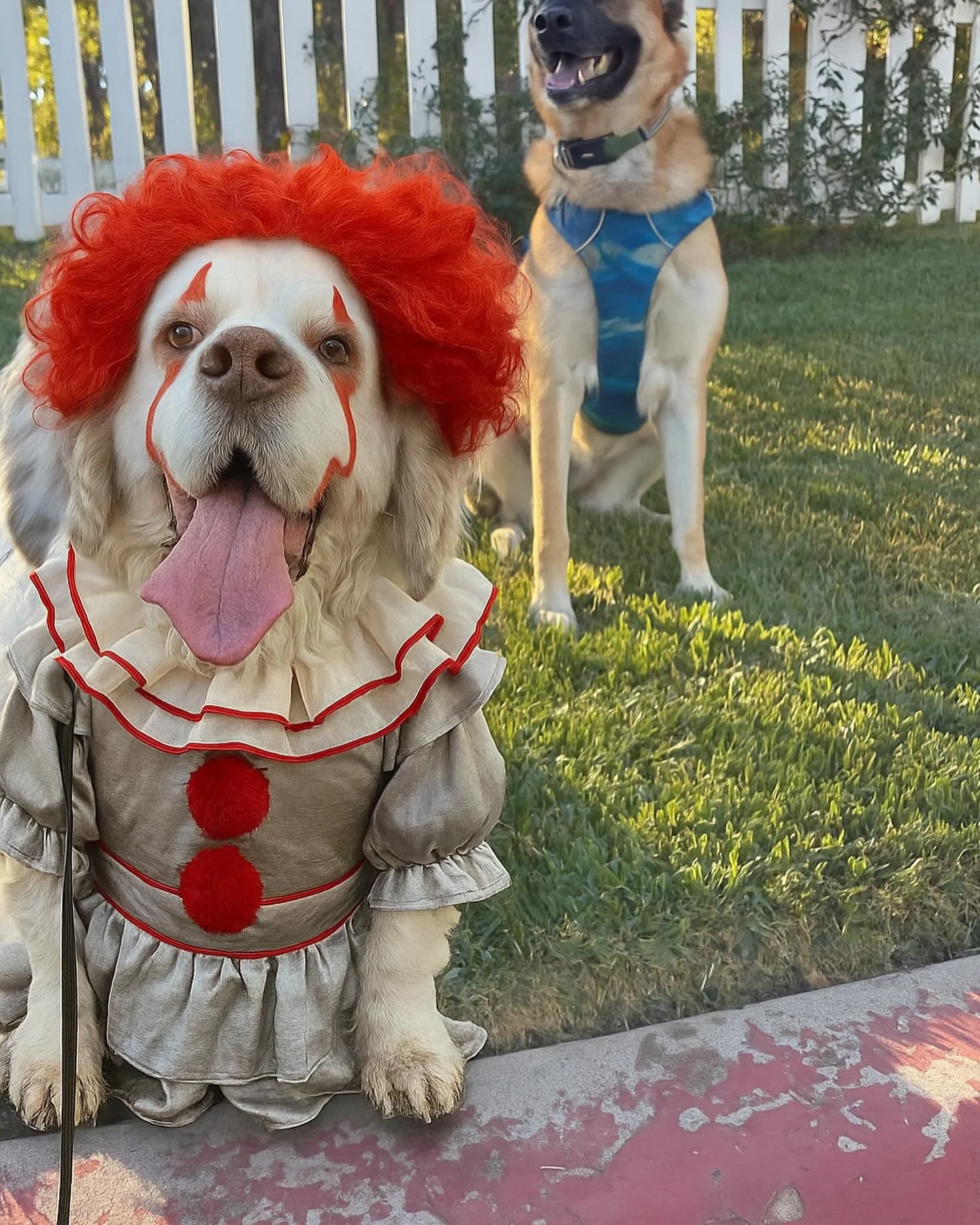 Happy Howl-O-Ween from some of our spooky ghouls!!! And a huge thank you to our pups for being little troopers as always 😭🧡👻 #howloween #barksandrecla #happyhalloween