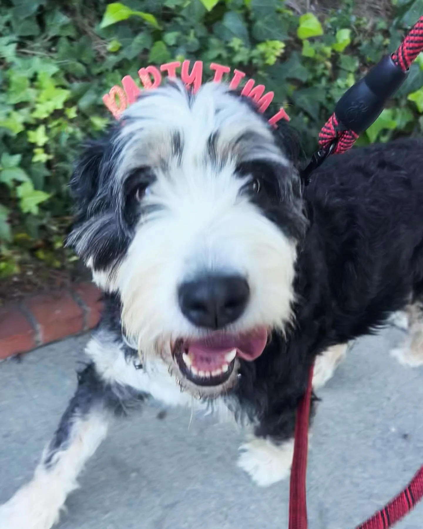 Happy 4th Birthday sweet Coconut!! We remember when you were just a puppy - thankfully you still act like one 🥰. We love you, your cuddles, your happiness, and all the energy you bring to our lives 💗. Thank you for loving us and living for your wal