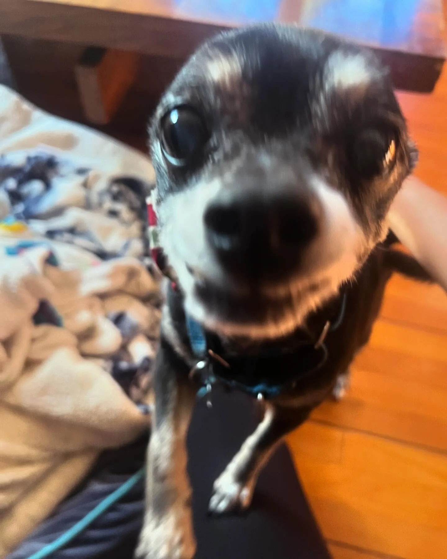 Senior pups love their walkies just as much 💗 We love you so much, Chewy 💕 (aka Choo Choo Choochums) #seniordogappreciationpost #dogloversclub #chihuahua #barksandrecla