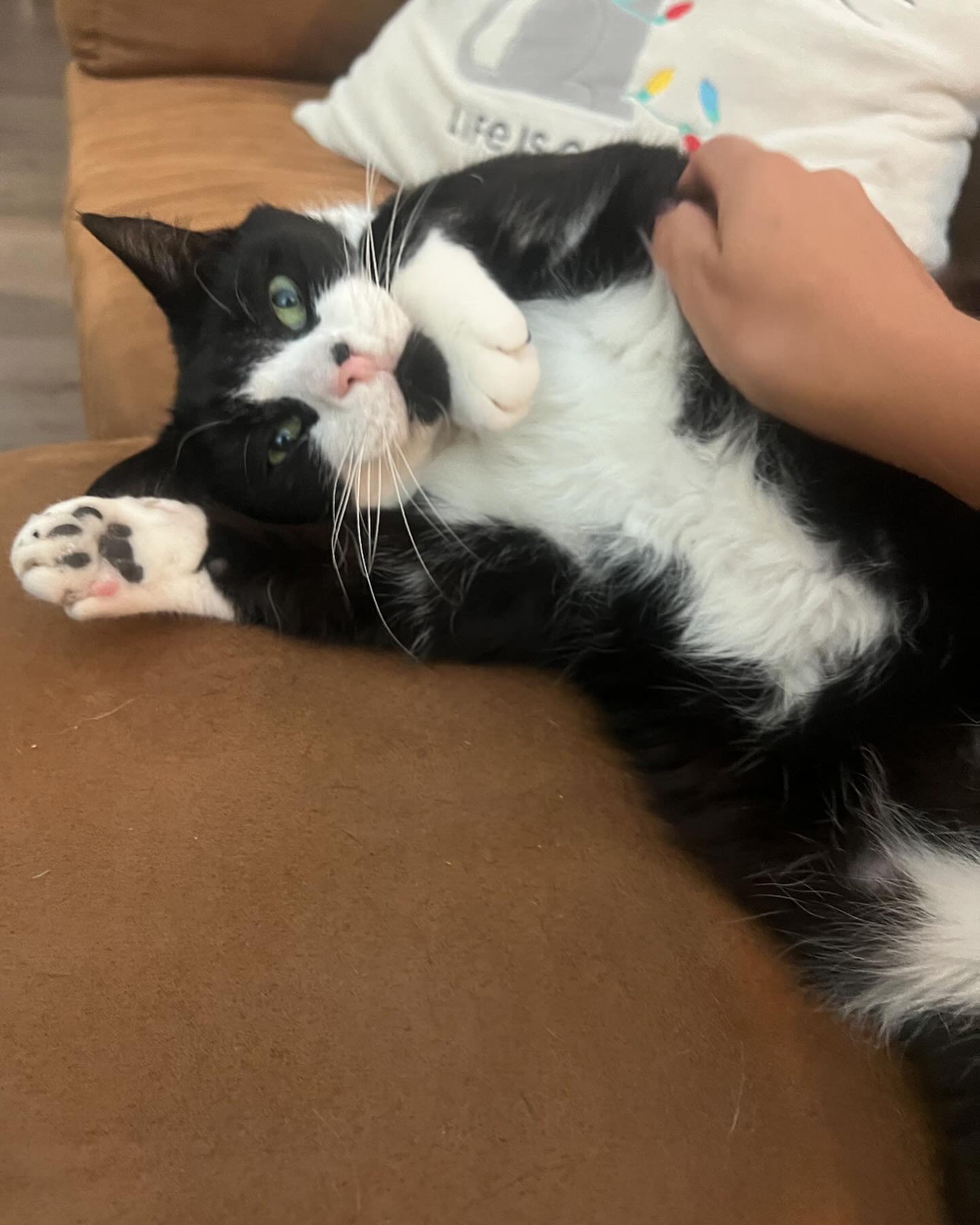 Our hearts are so heavy with the news of Johnny&rsquo;s sudden passing today. We&rsquo;ve spent several years with this sweet boy and he was truly such a light in our lives. Whenever we&rsquo;d walk in he would be the first to run down the stairs, ch