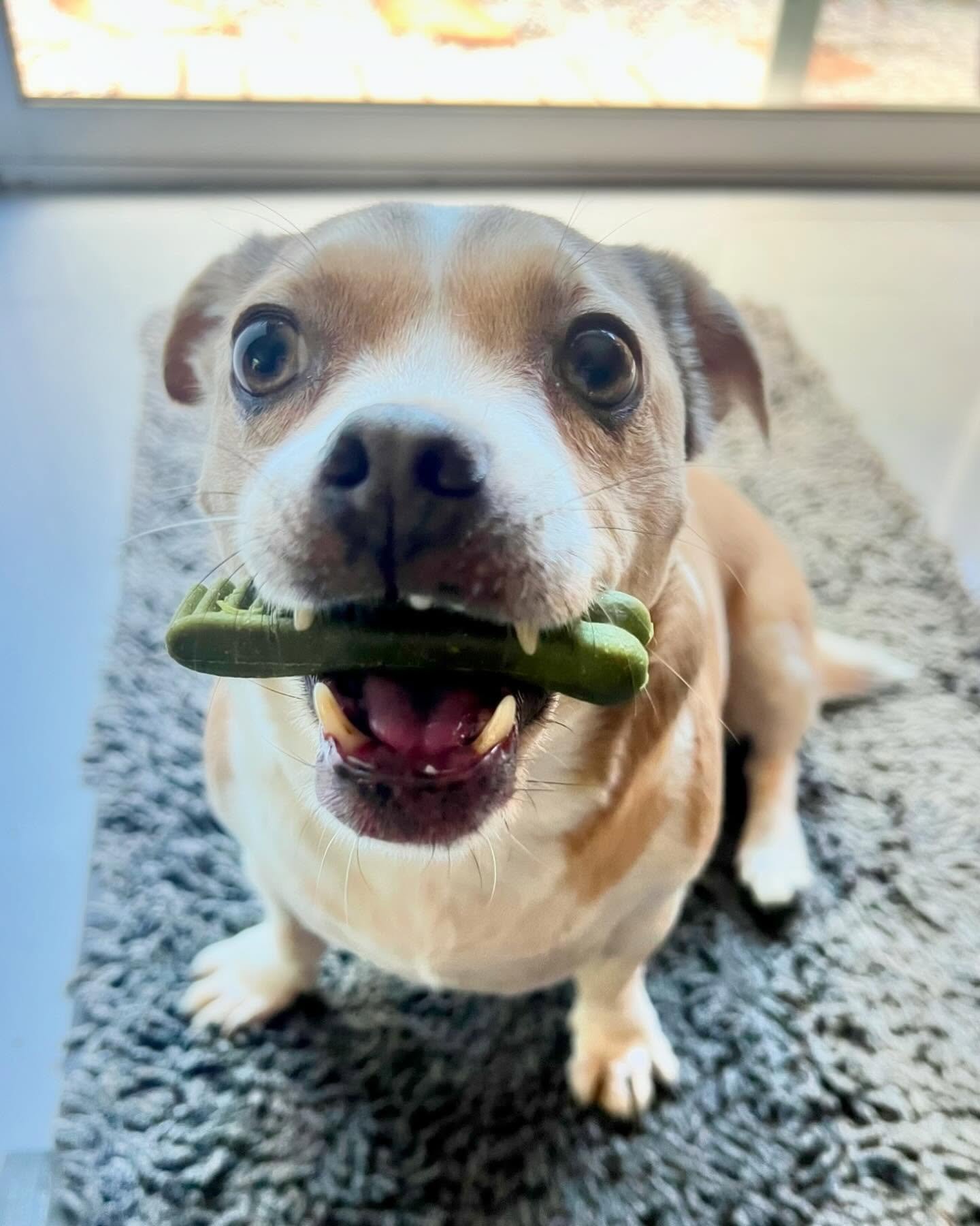 What do you get when you mix a #pitbull with a #chihuahua ? SUGAR!!! (with a little spice) 🐾🍬🌶️
.
.
.
#muttsofig #smalldogproblems #dogwalkersofig #pitbullchihuahua #rescuedogs #chihuahualife #pitbullmix #chihuahuamix #chihuahualife #barksandrecla