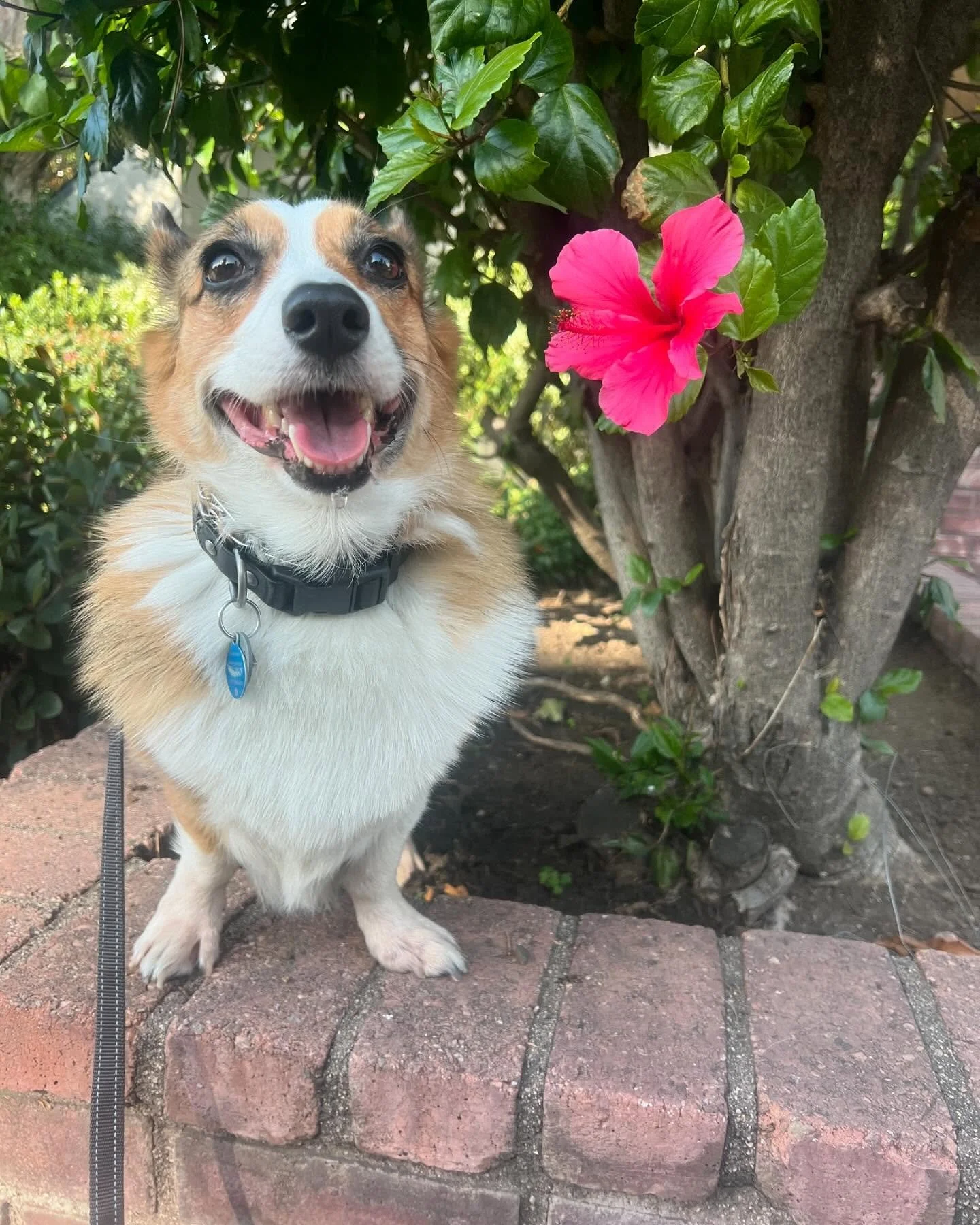 Small legs, big personality 💗 @little.emma.corgi 
.
.
.
#corgi #corgisofinstagram #corgiplanet #corgibutt #happydog #dogsofinstagram #dogdays #dogwalkersofinstagram #barksandrecla