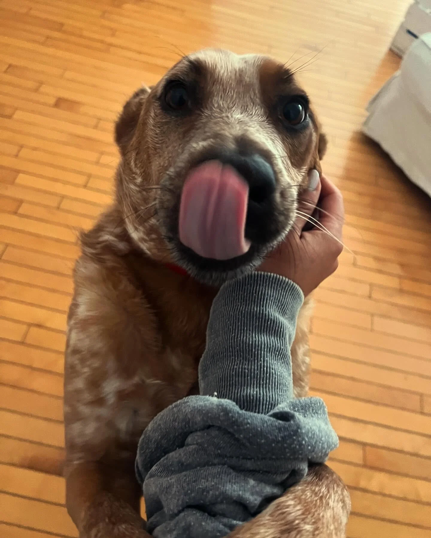 No better love than #cattledog love 😍 Fenway and Ace know how to turn the charm on! #doglove #happydogshappylife #barksandrecla #rescuedog