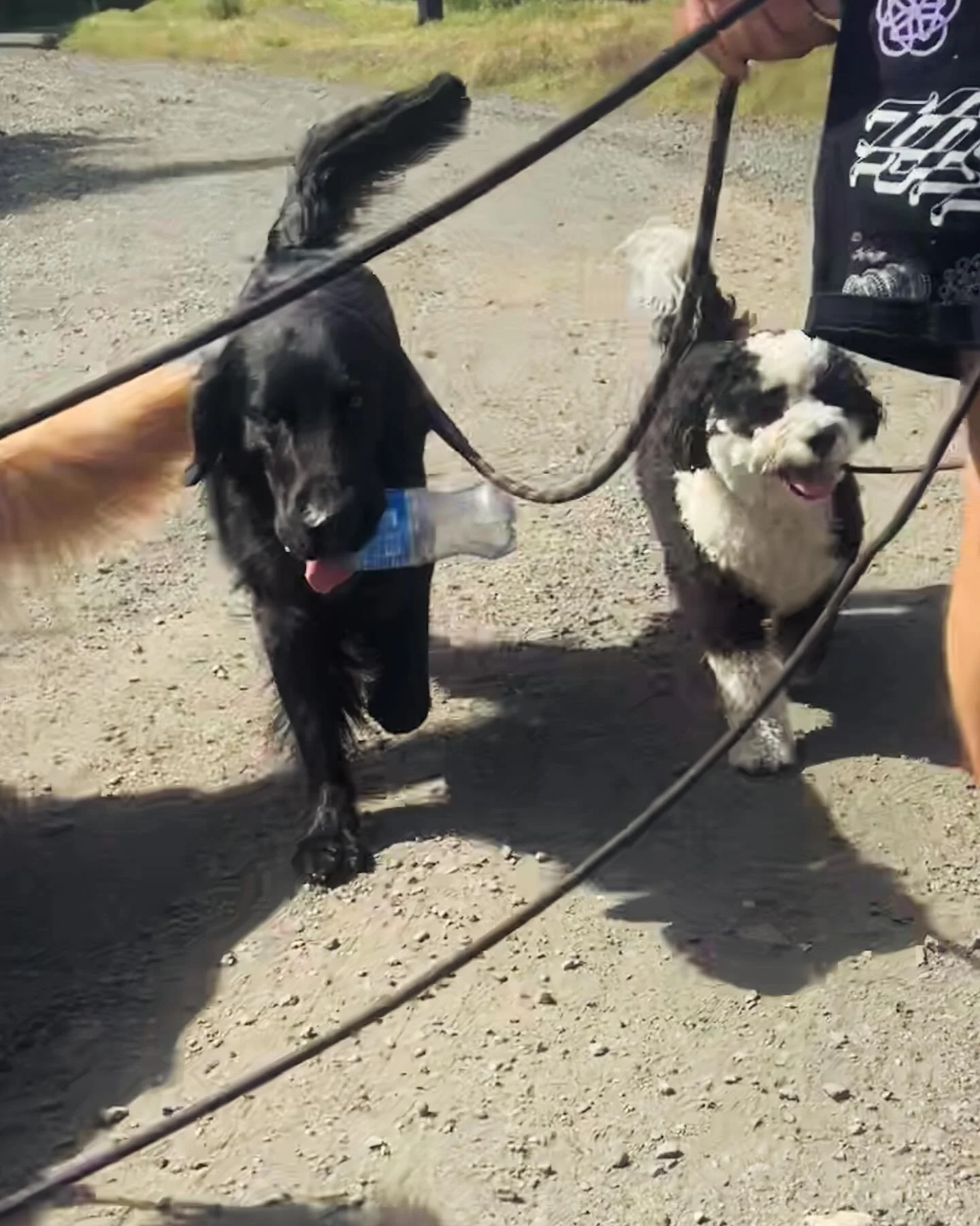 Get you someone as environmentally conscious as Teddy is💗. Thanks for helping keep our parks clean, Teddy!! 🤣 #flatcoatsofinstagram #flatcoatretriever #doglovers #packdog #barksandrecla