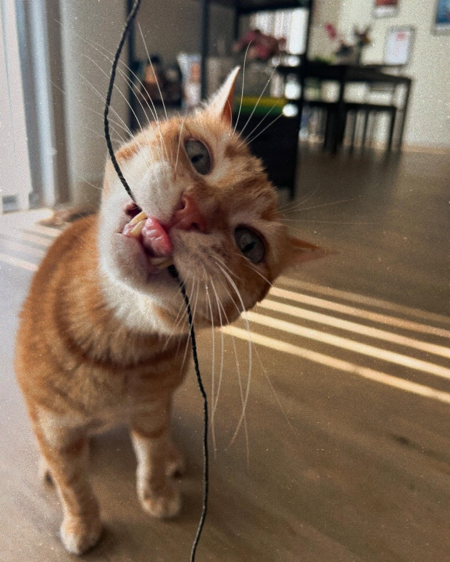 Get you someone who practices good dental hygiene like Oscar flossing with his string 💗 #cats_of_instagram #dentalassistant #petsittersofinstagram #barksandrecla