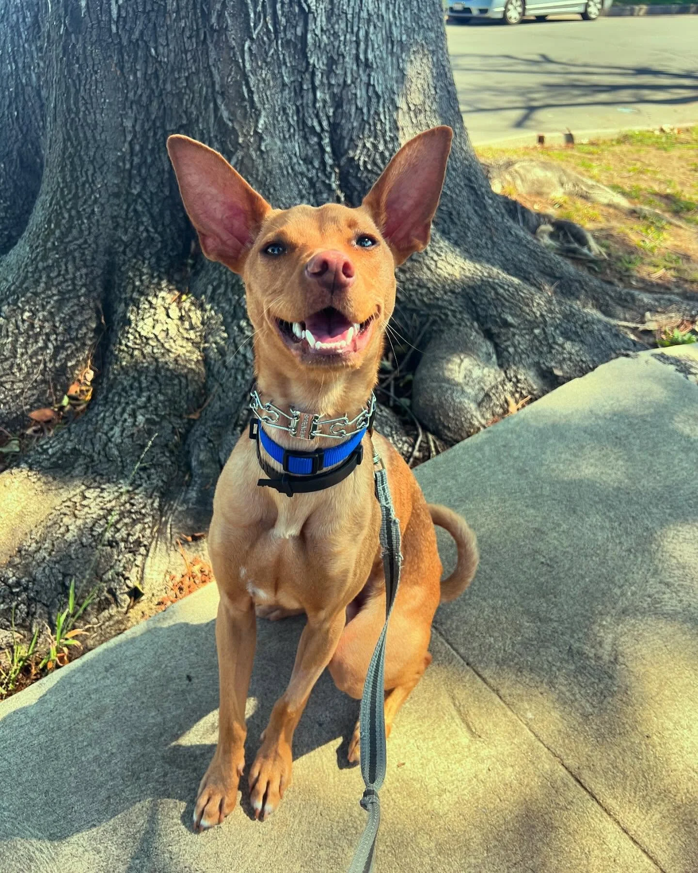 Everyone give a warm welcome to B&amp;R&rsquo;s little newbie, Levee! He&rsquo;s still a puppy and LOVES ball time just as much as he loves cuddles, birds, squirrels, food, and teething 😂💗. Thank you for all the kisses and laughs, Levee! Welcome to