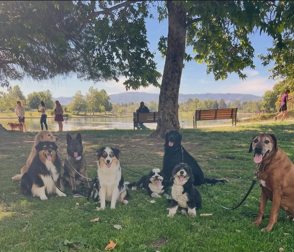 Our pack hikers had quite the audience! We are always so proud of these sweeties, especially when other people passing by tell us how well behaved they are or how happy they all are together. Some of these dogs came to us unsocialized, weary of other