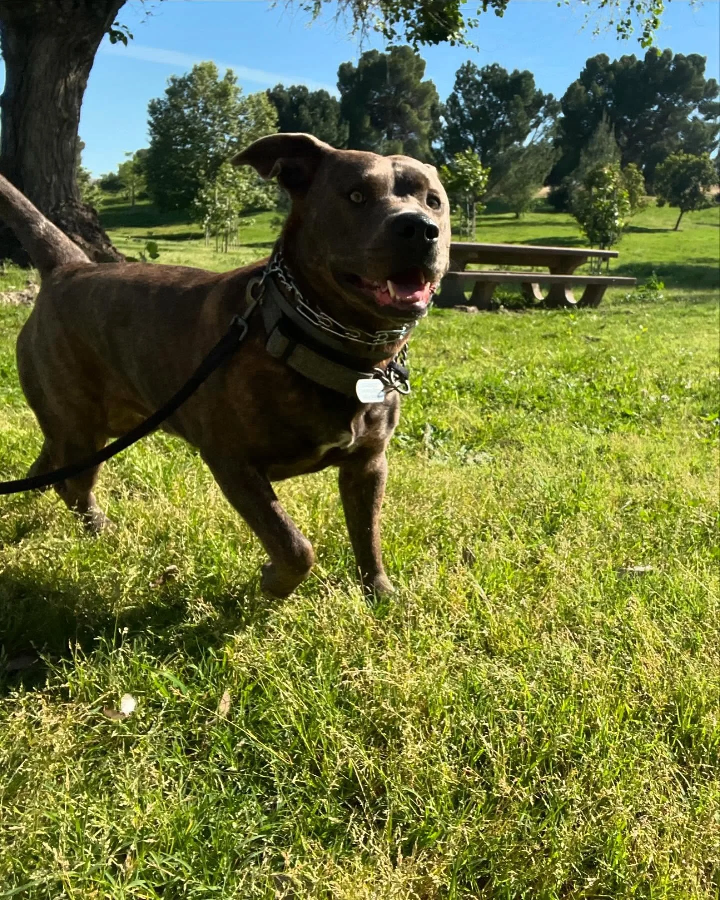 We hope everyone is having a fun-tastic weekend like Wally is 🥰💗 #rescuedogsofinstagram #barksandrecla
