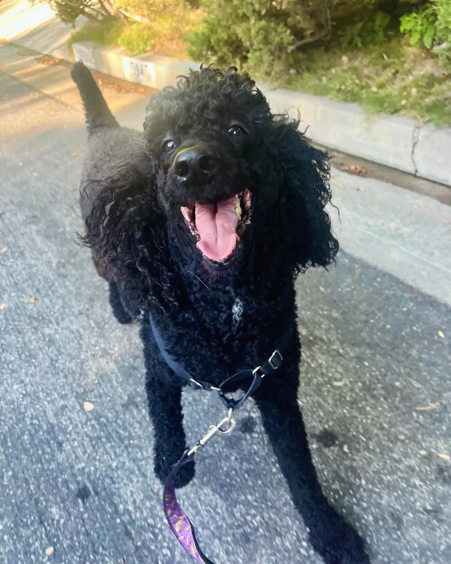 We hope everyone&rsquo;s Friday is going as well as Sadie&rsquo;s 🥰! There&rsquo;s never a gloomy day with this ray of sunshine!!! #poodlelove❤️ #furriends #poodlelovers #dogwalkerlifestyle #barksandrecla