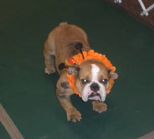 Buggy, our featured dog, fostered by Elaine Garcia