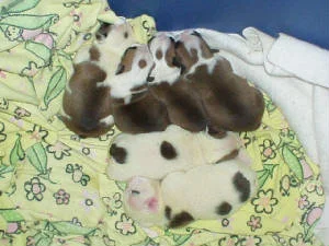 Bulldog puppies require a lot of care and vigilance