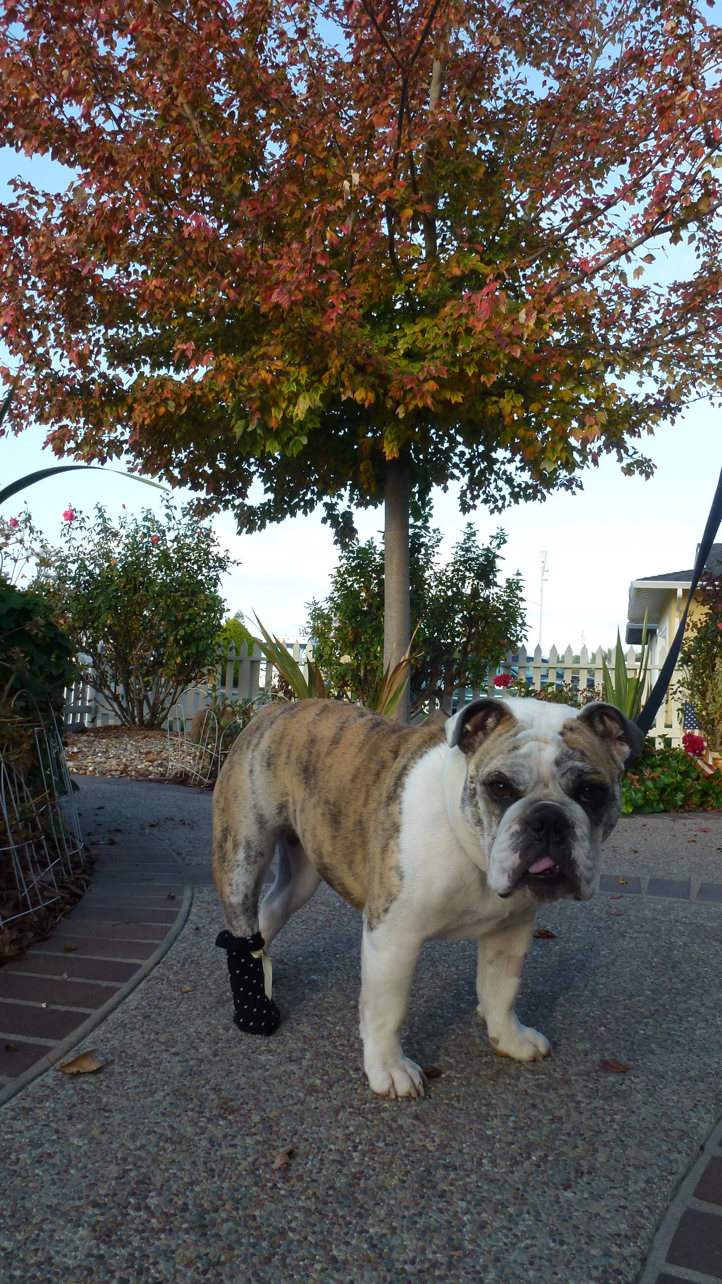 Sofia after her foot surgery