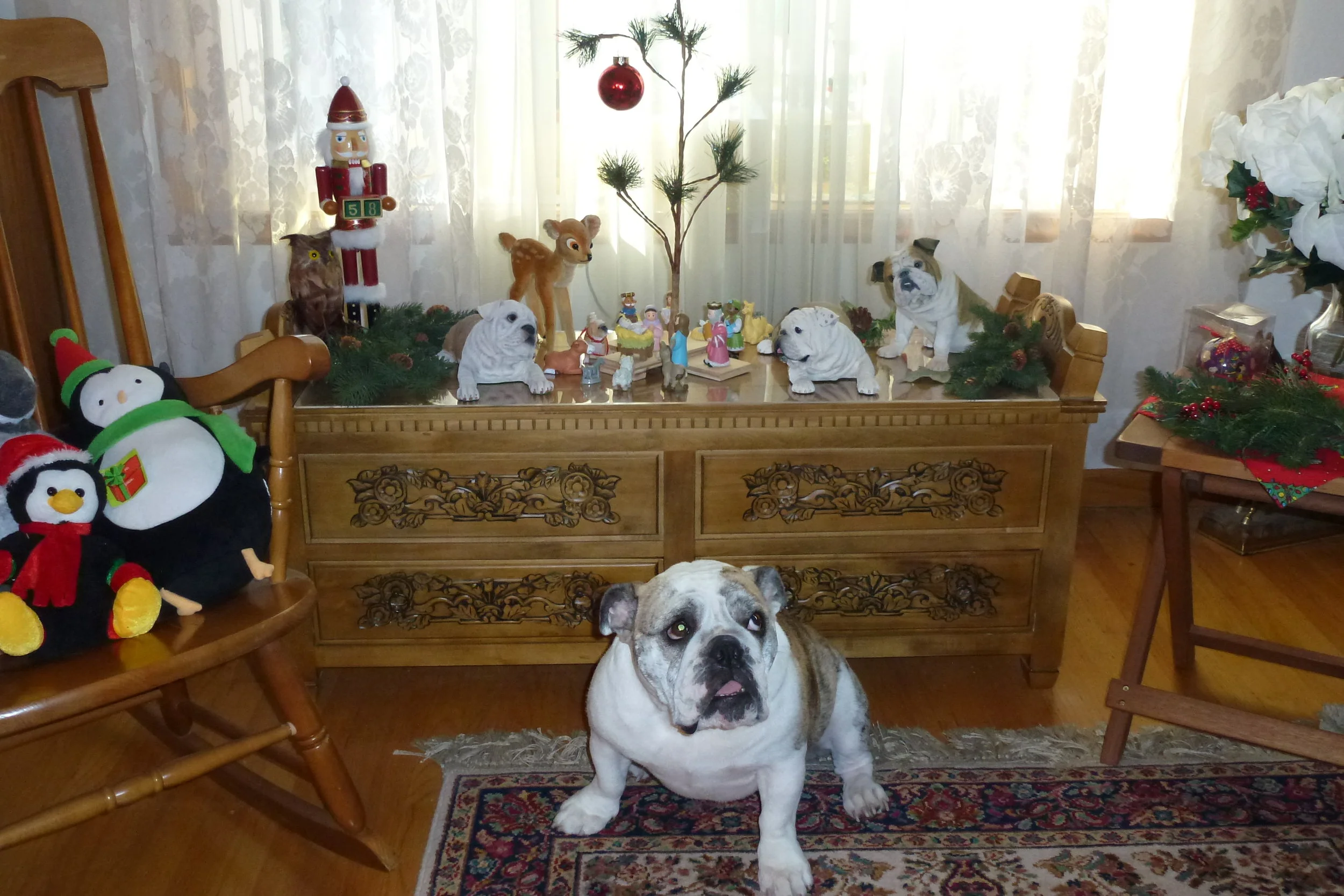 “Santa gave me the best gift: A new forever home!”