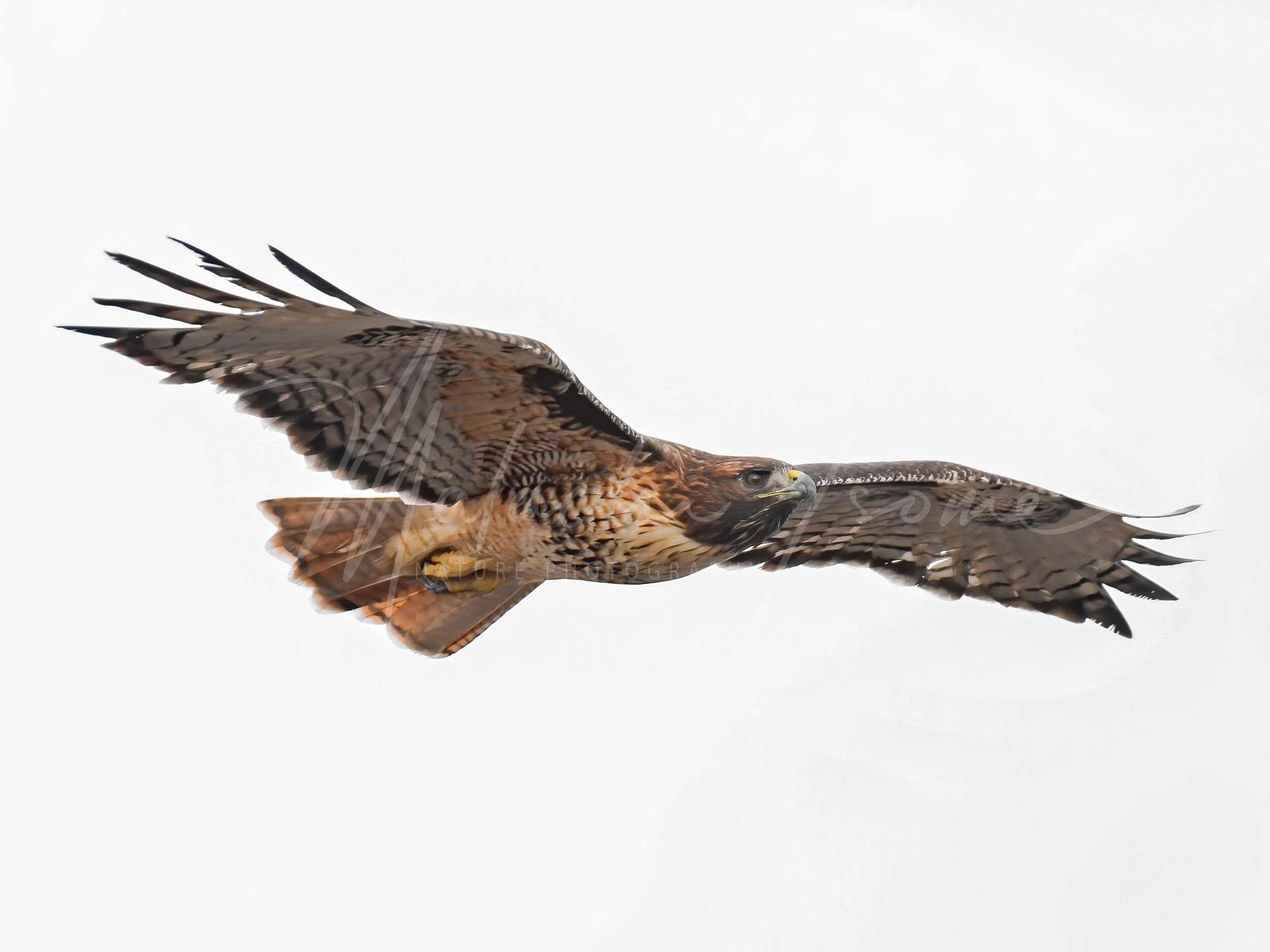 Red-tailed hawk.JPG