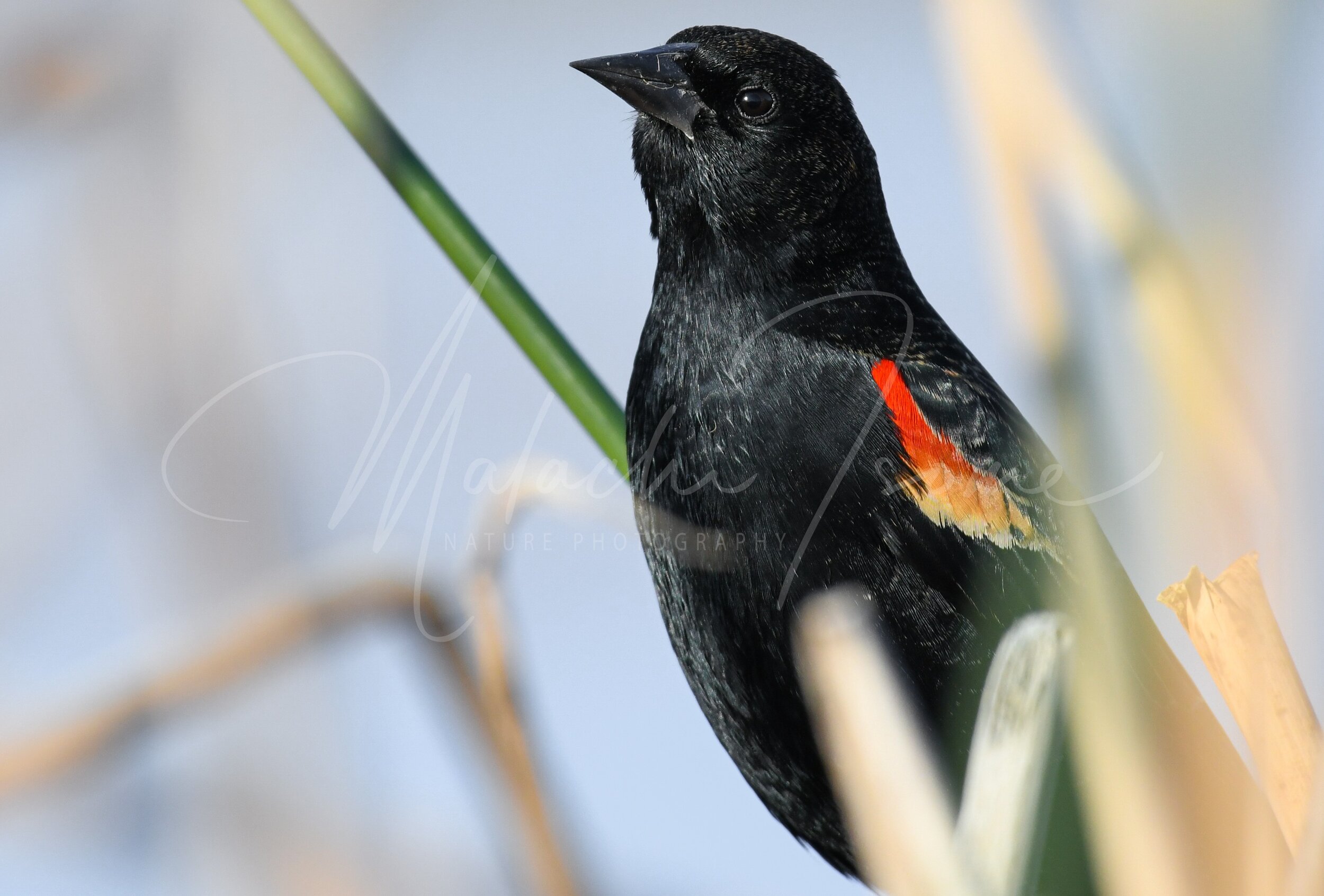 Red-winged black bird.JPG