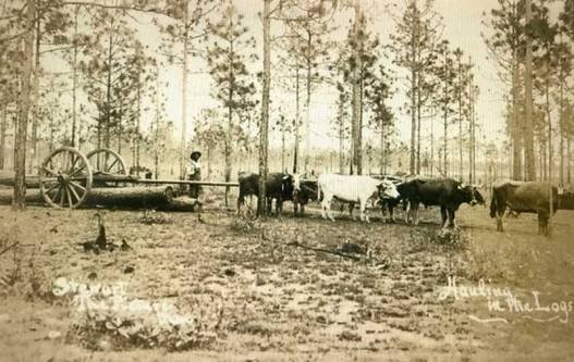 1.hauling-logs-with-oxen[1] (1).jpg