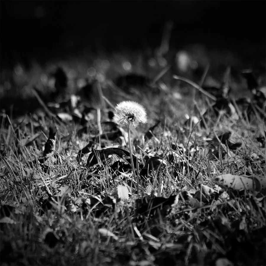 WEBSITE EXPORT 1--4.jpg