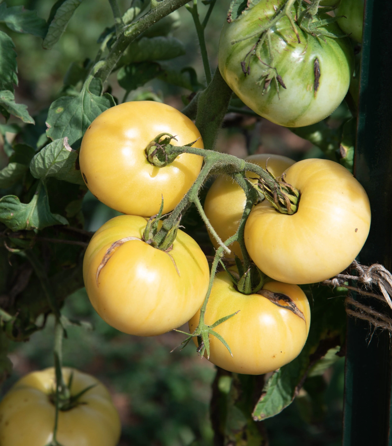 Tomato - Fantôme du Laos (Pre-Order)