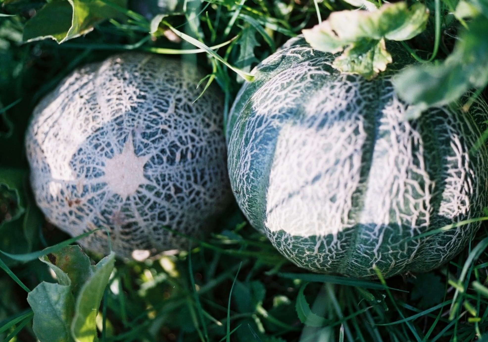 Screen Shot 2026-01-18 at 1.13.30 PM.png