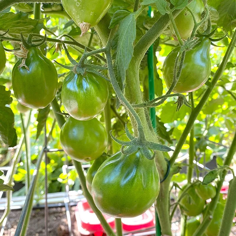 Tomato_Wing-Jug2.jpg