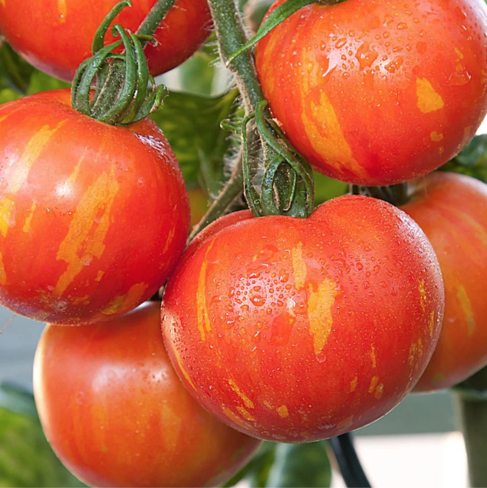 Tomato - Tigerella (Pre-Order)