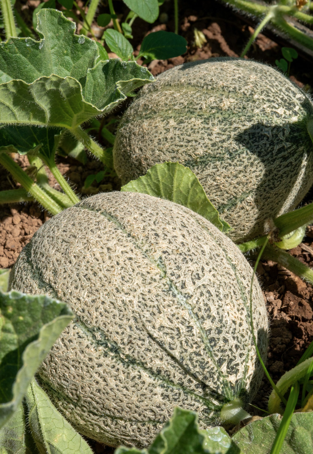 Screen Shot 2026-01-18 at 1.08.45 PM.png