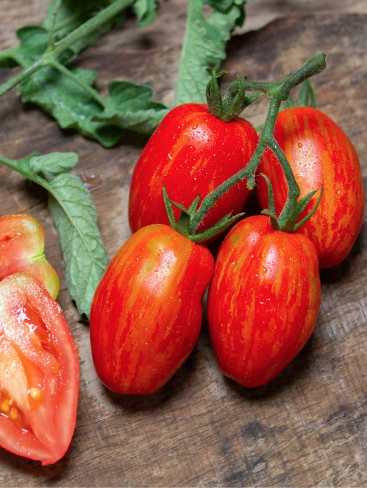 Tomato - Tonnelet (Pre-Order)