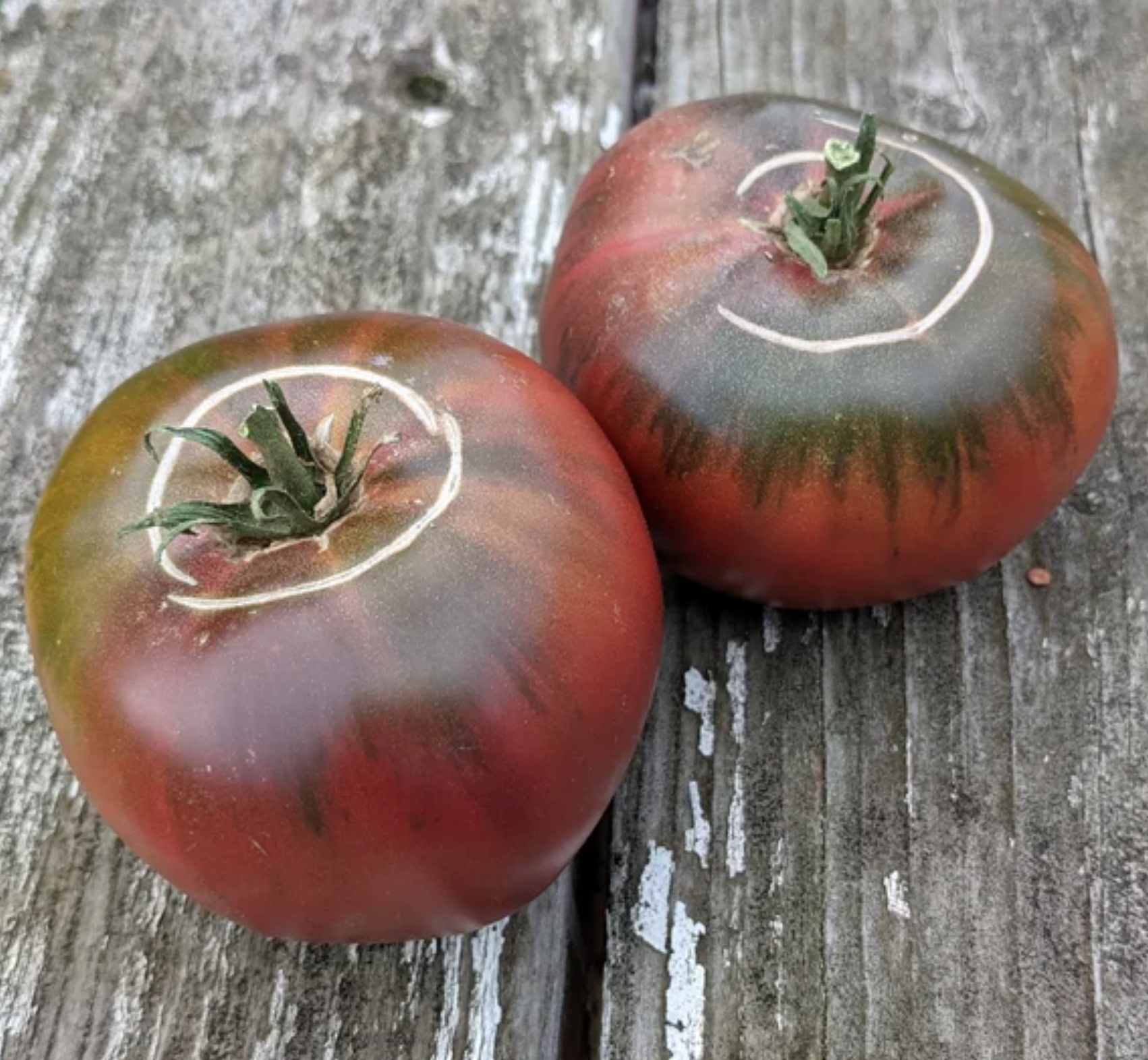 Tomato - Sokolades (Pre-Order)