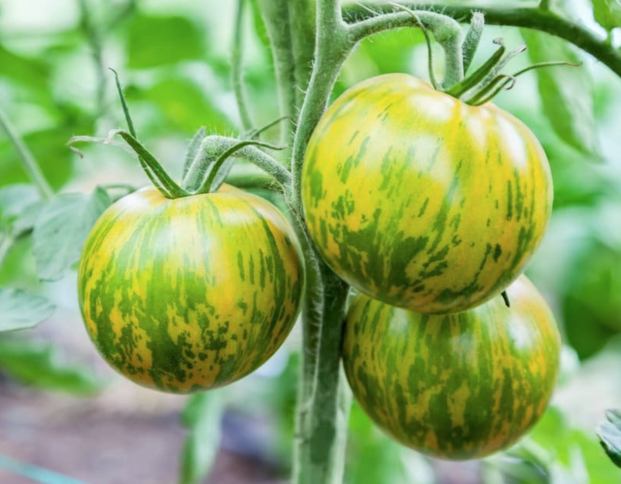 Tomato - Green Zebra (Pre-Order)