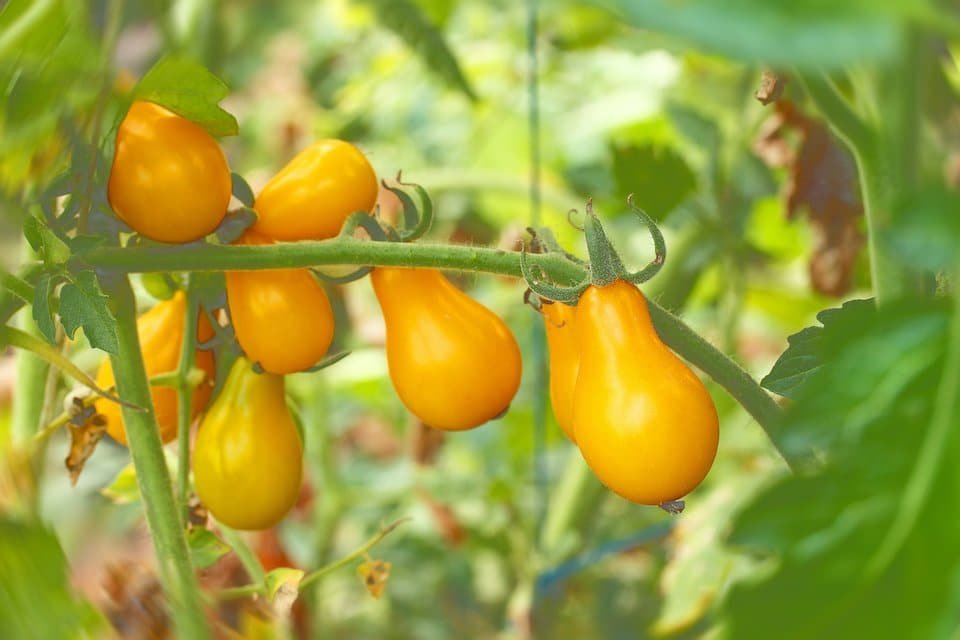 Yellow Pear2.jpg