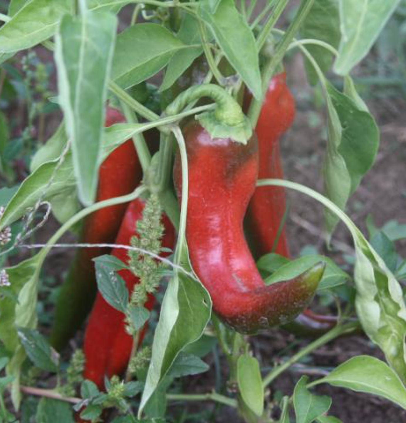 Screen Shot 2026-01-17 at 3.35.49 PM.png