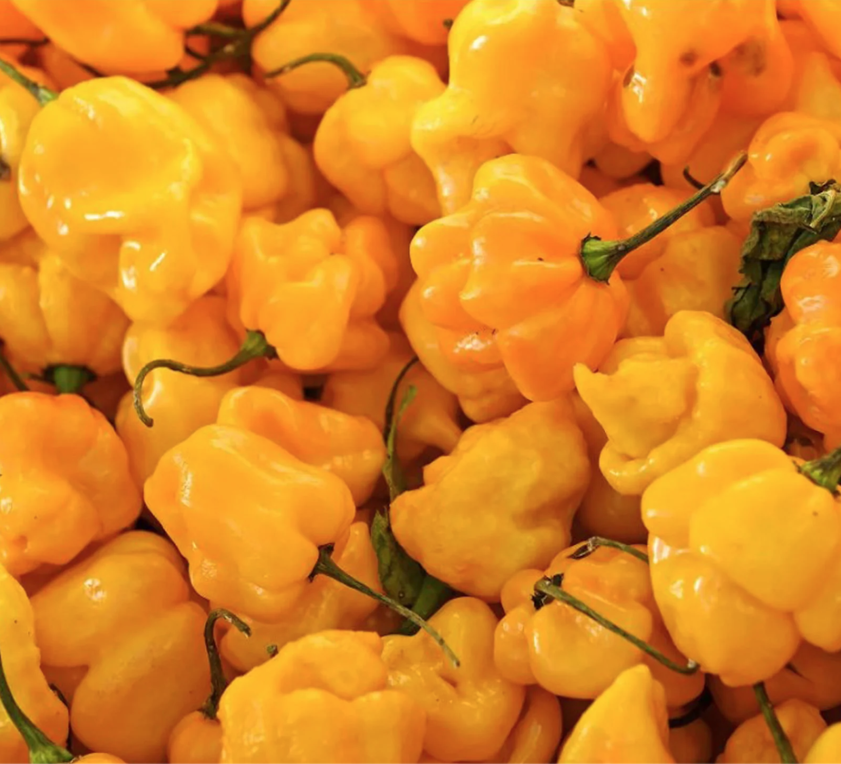 Screen Shot 2026-01-17 at 4.12.34 PM.png