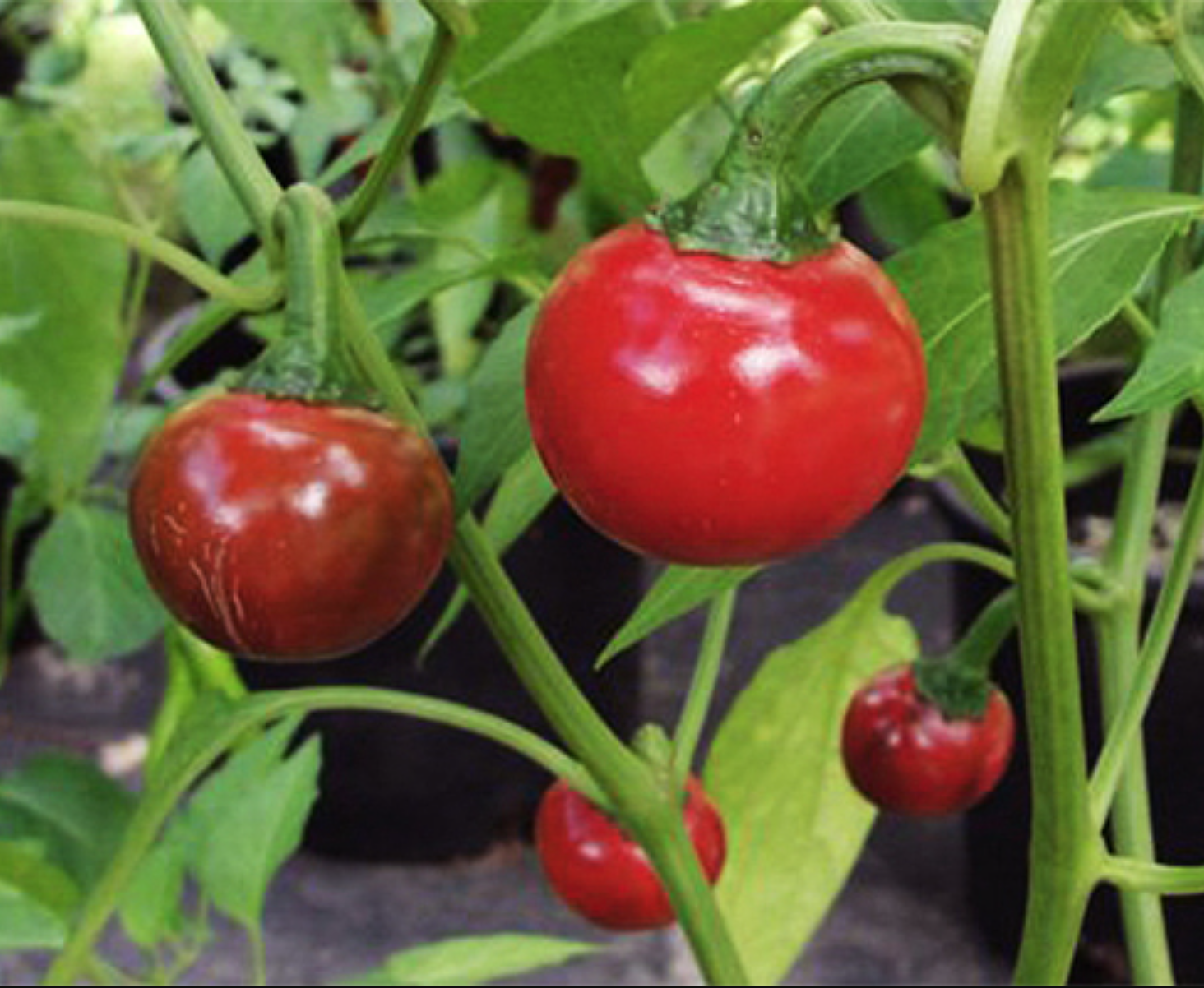 Screen Shot 2026-01-17 at 4.08.13 PM.png