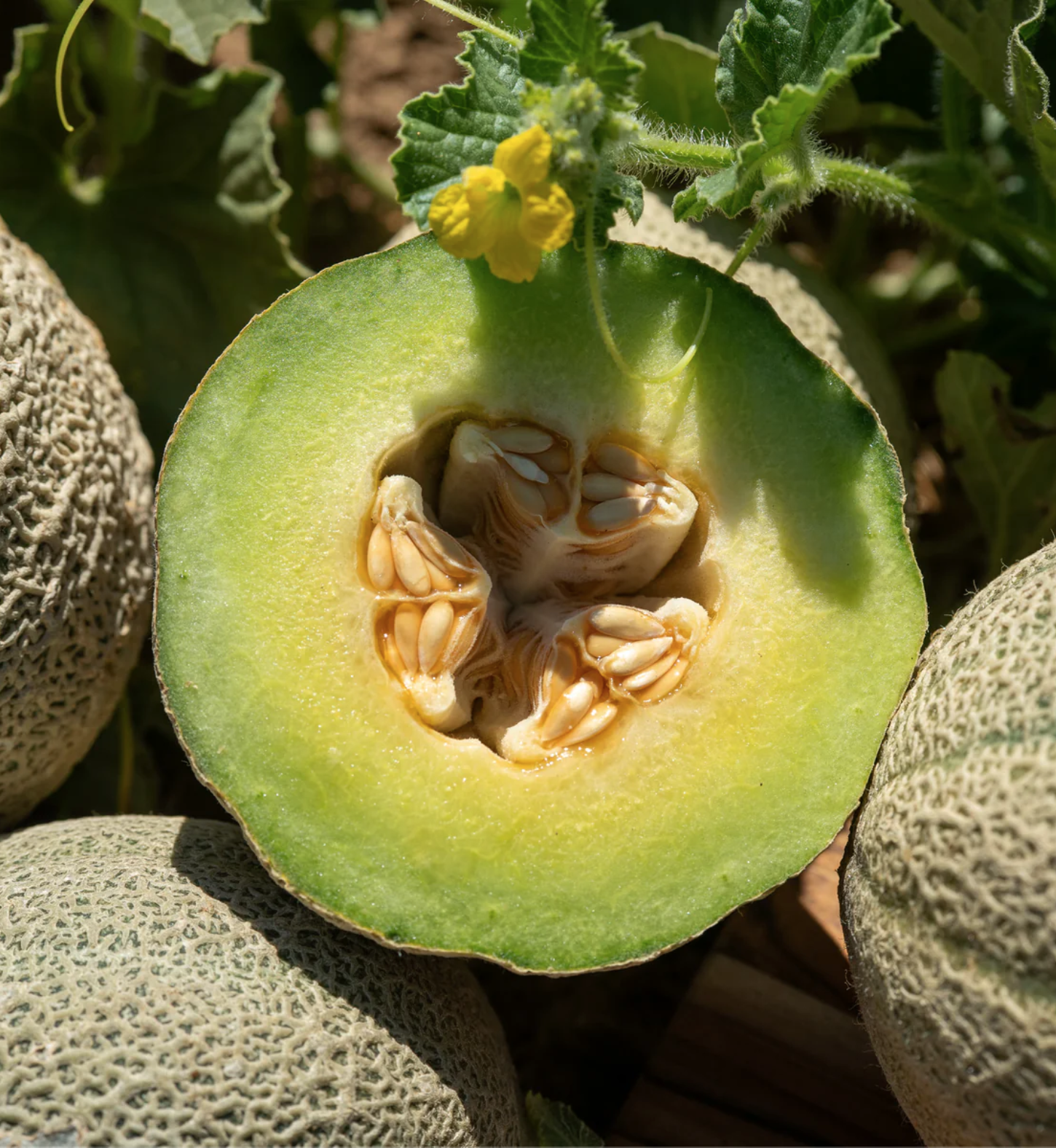 Screen Shot 2026-01-18 at 1.08.36 PM.png