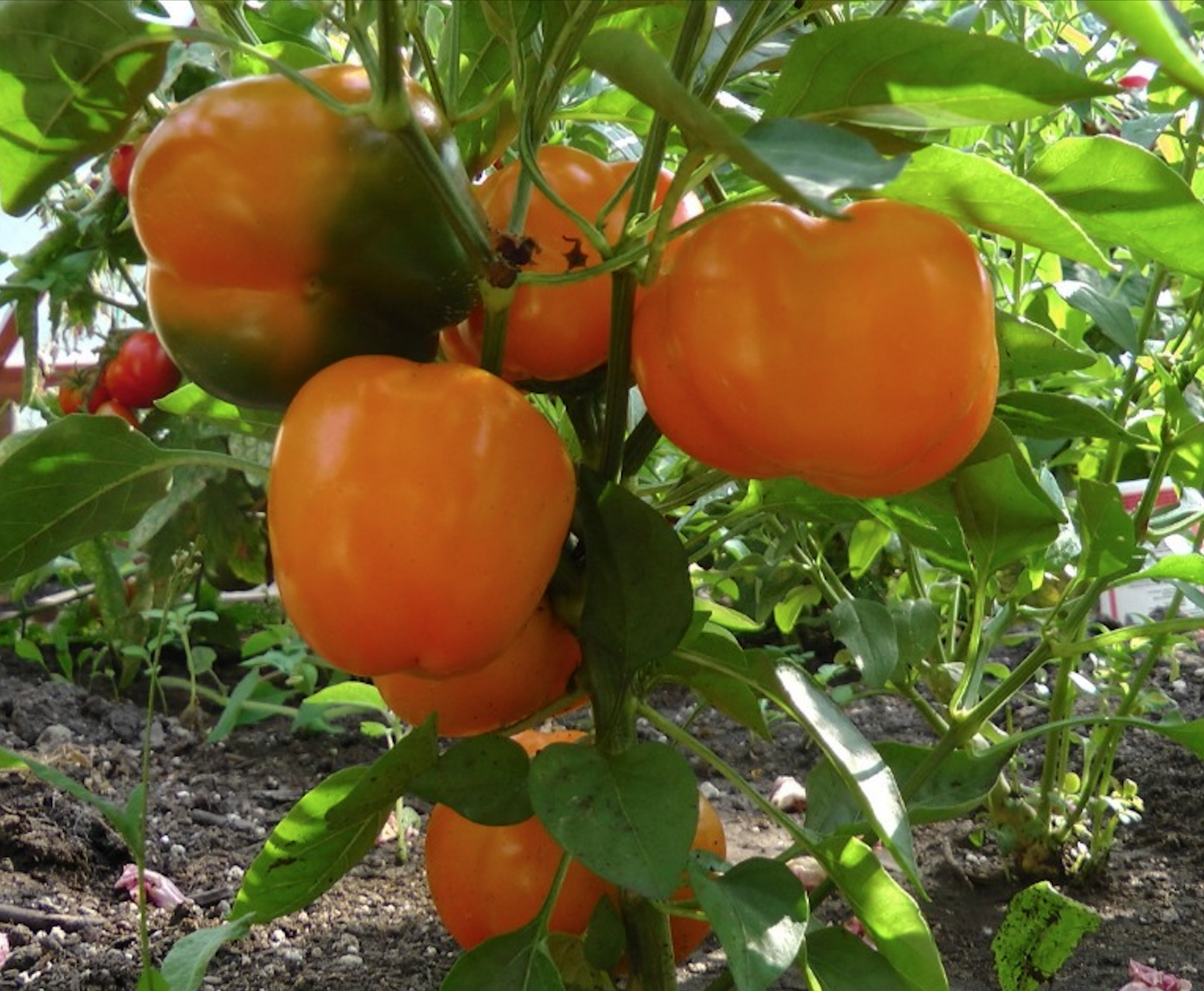 Screen Shot 2026-01-15 at 1.31.22 PM.png