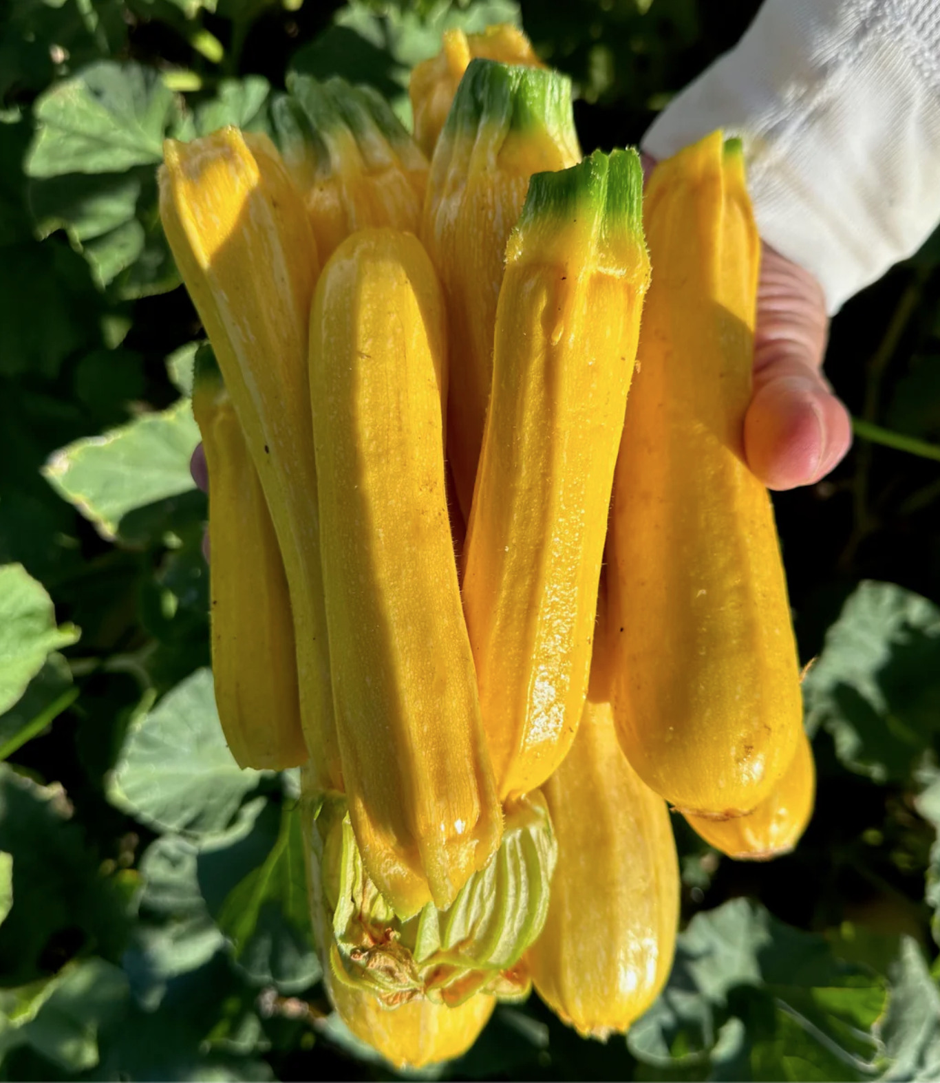 Squash (Summer) - Goldini 2 Zucchini (Pre-Order)